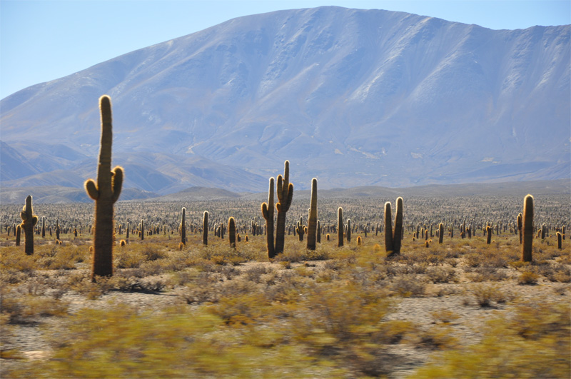 Taman Negara Los Cardones
