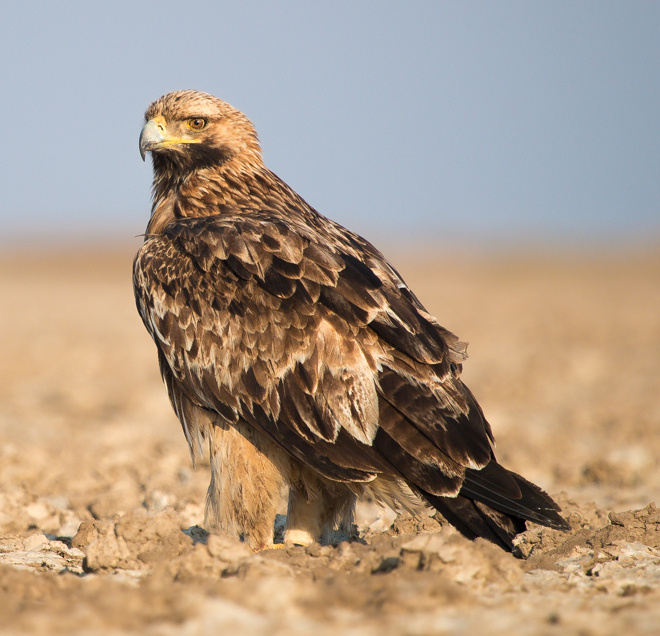 The Eastern Imperial Eagle is a notable bird species found in Egypt and is sometimes considered its national animal, reflecting the country's avian biodiversity.