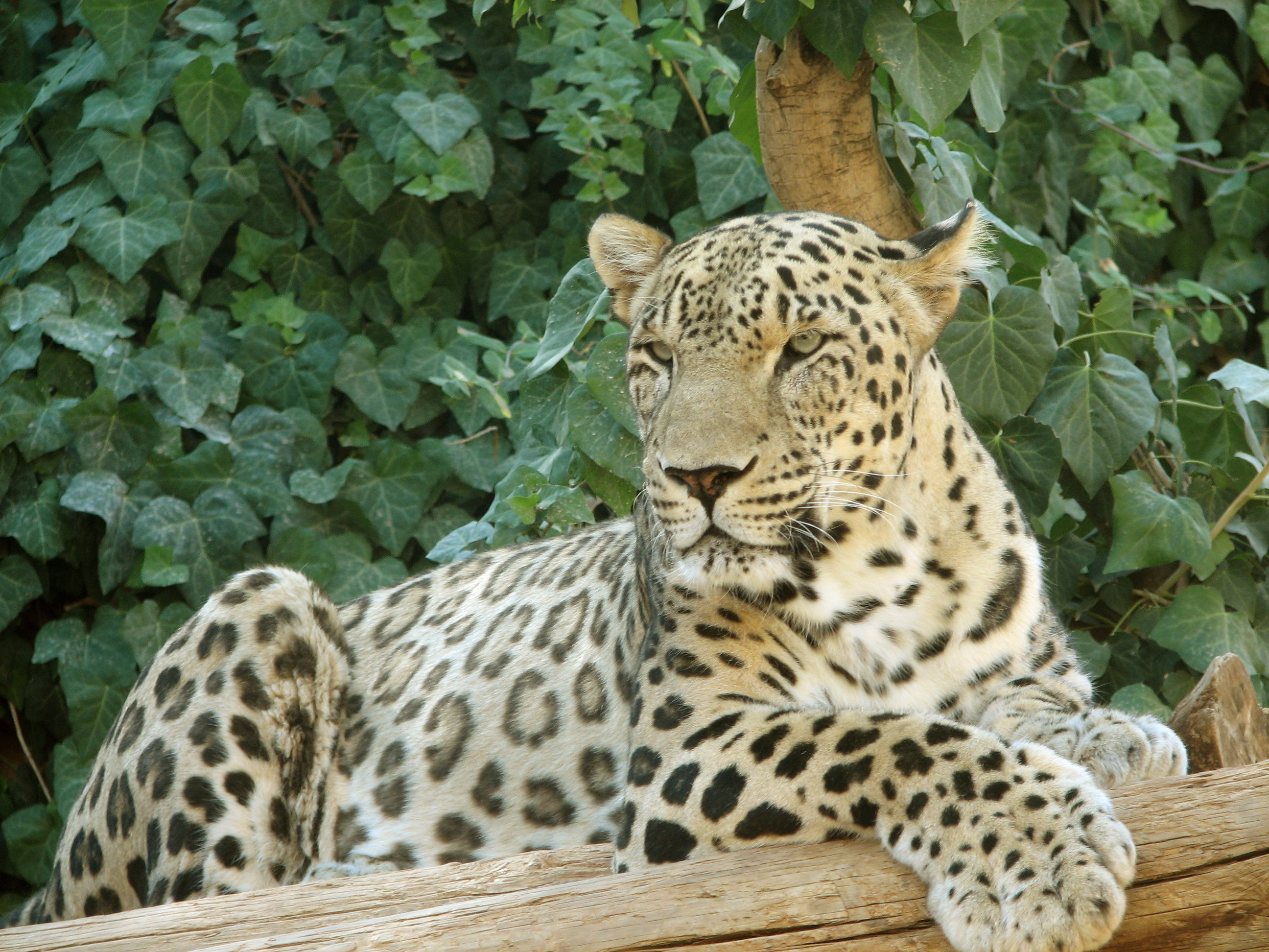 Macan tutul Persia, asli Dataran Tinggi Iran