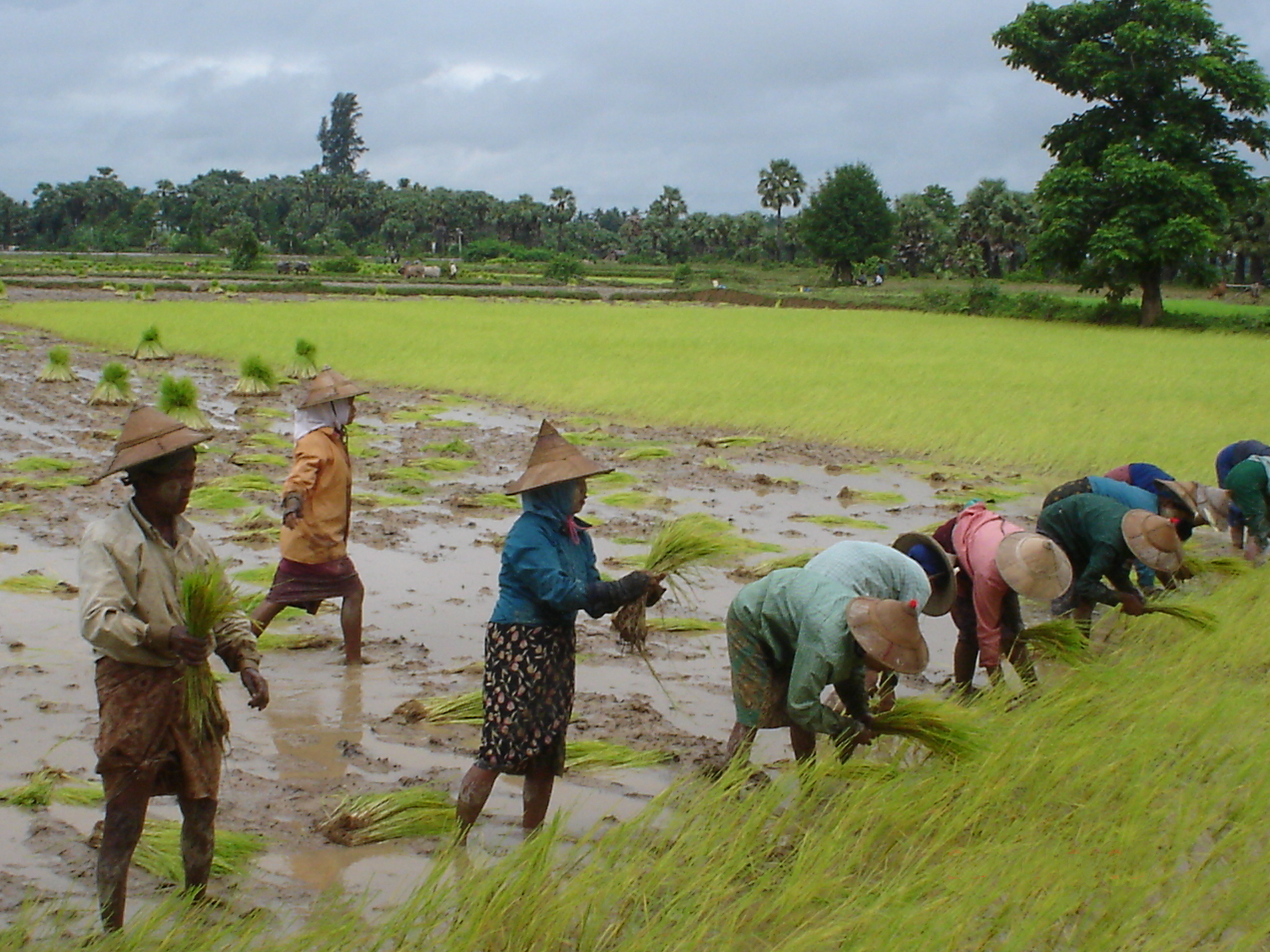 Lúa gạo là sản phẩm nông nghiệp lớn nhất của Myanmar.