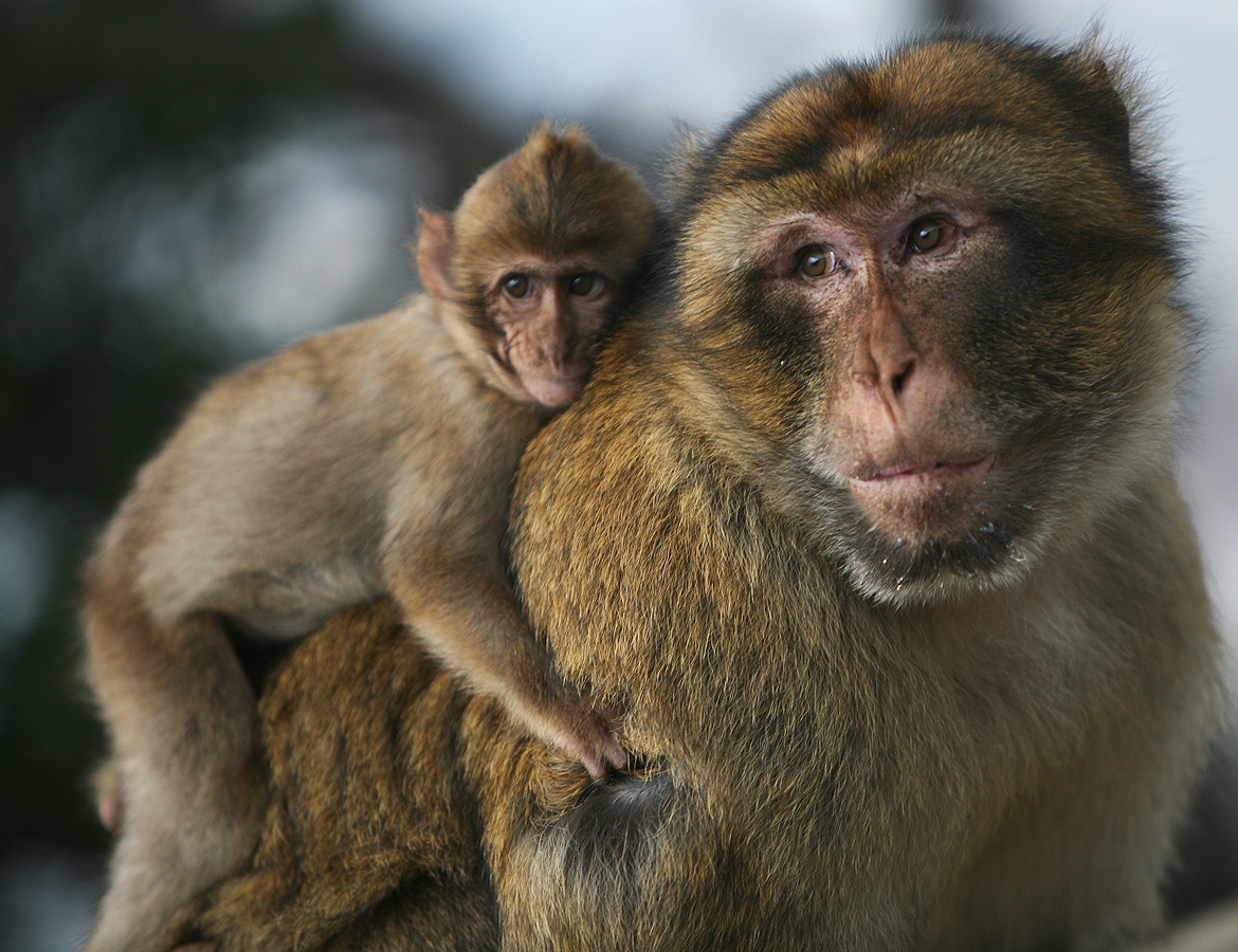 An adult male Barbary macaque carrying his offspring, a behaviour rarely found in other primates
