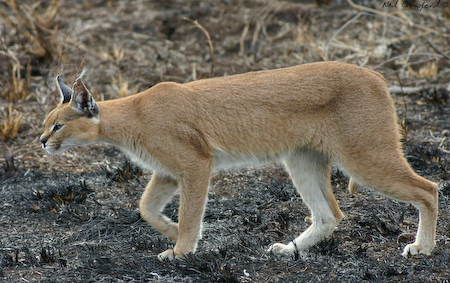 The Caracal