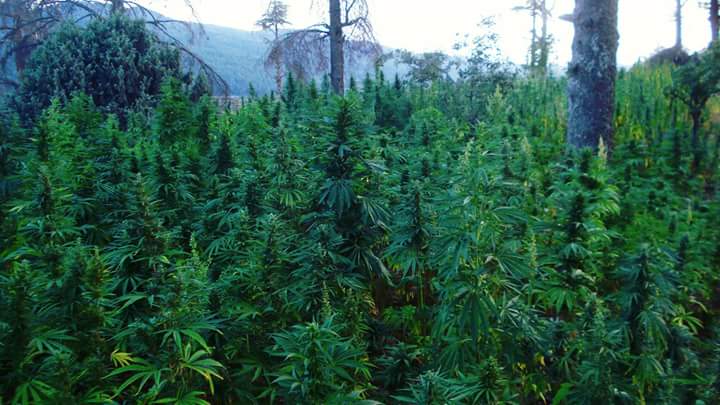 Cannabis field at Ketama Tidighine mountain, Morocco