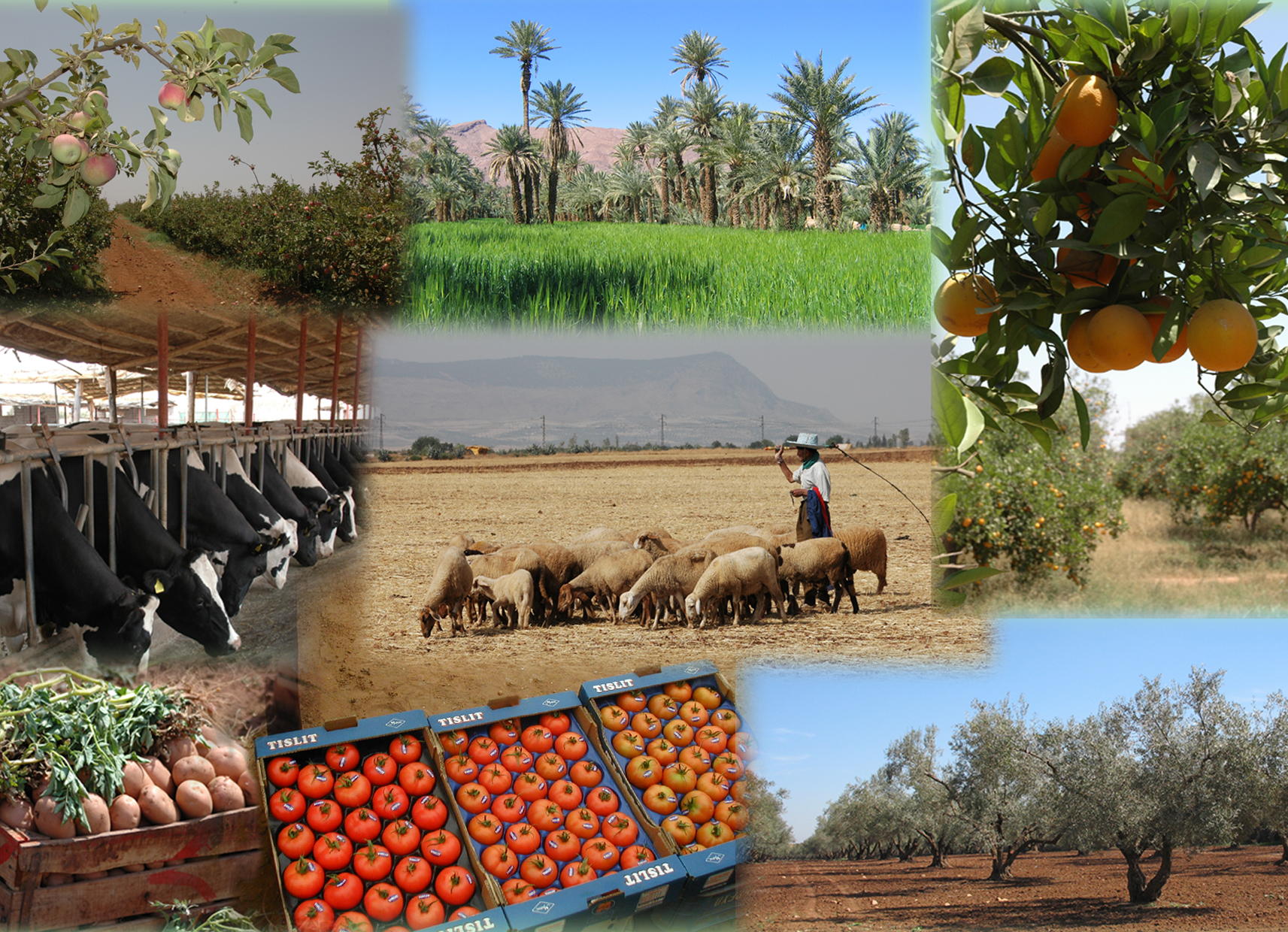 Agricultural products of Morocco