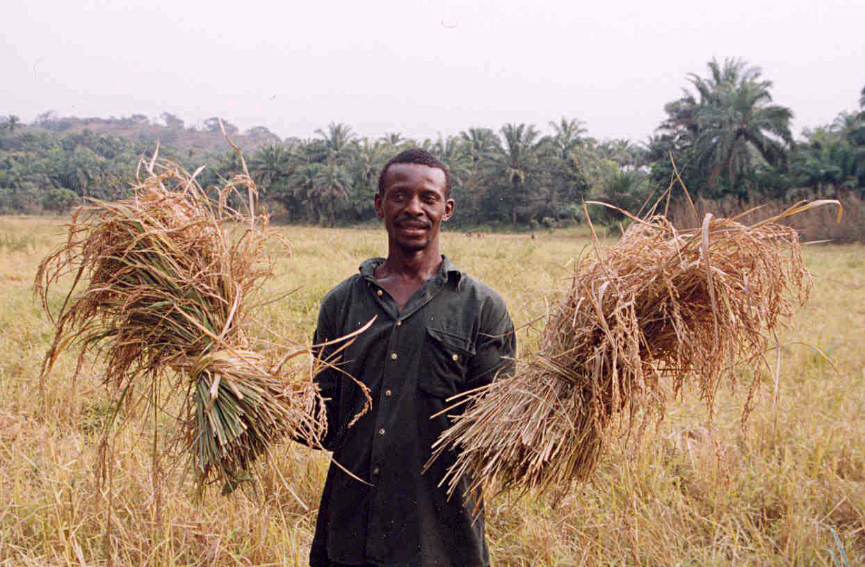 Seorang petani dengan panen padinya di Sierra Leone. Dua pertiga populasi Sierra Leone terlibat langsung dalam pertanian subsisten.