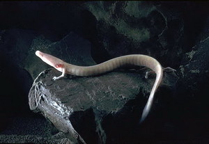 The olm, an endemic cave salamander, is a symbol of Slovenia's unique subterranean biodiversity.