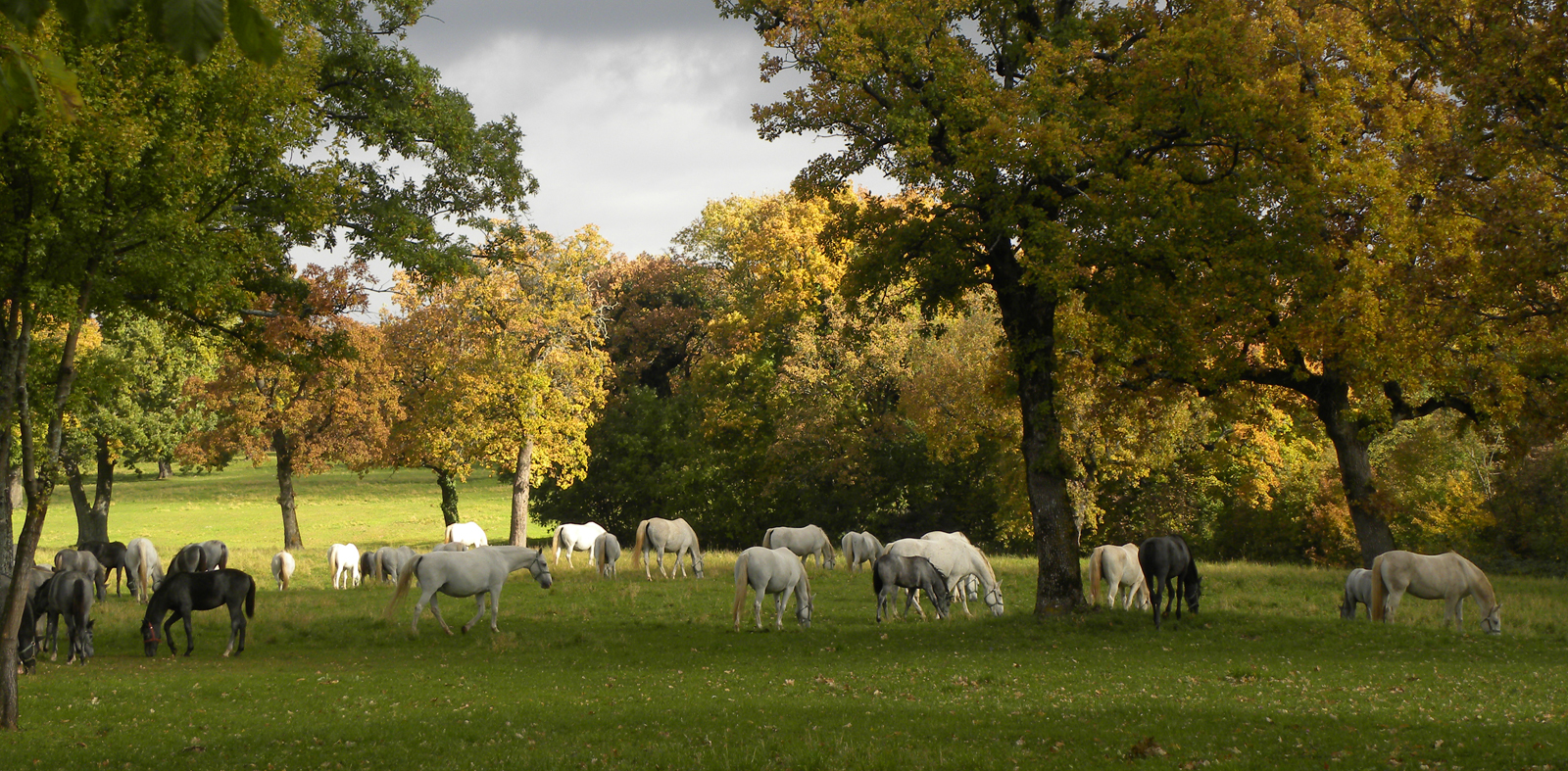 Modern Lipizzaner horses, a breed developed in Slovenia, grazing. The Karst Shepherd dog and Carniolan honeybee are other notable native animal breeds.