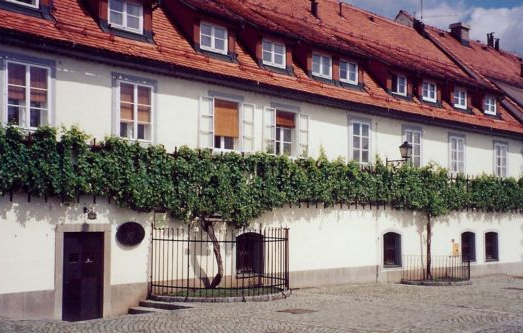 The more-than-400-year-old Žametovka vine growing outside the Old Vine House in Maribor is the oldest known productive vine in the world.