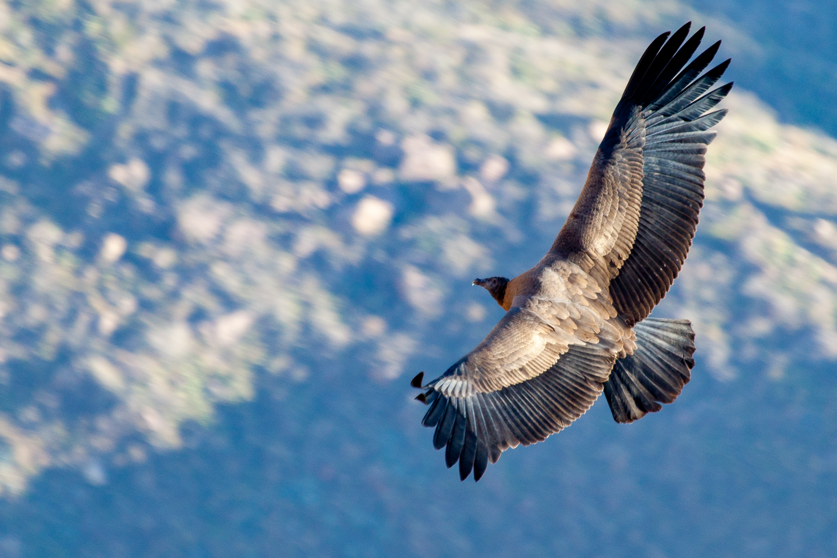 アンデスコンドル(Vultur gryphus)、チリの国鳥