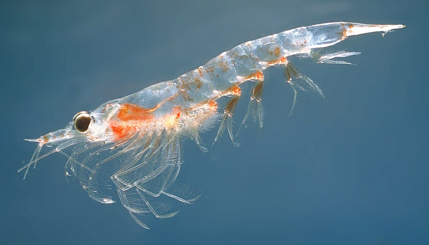 Meganyctiphanes norvegica