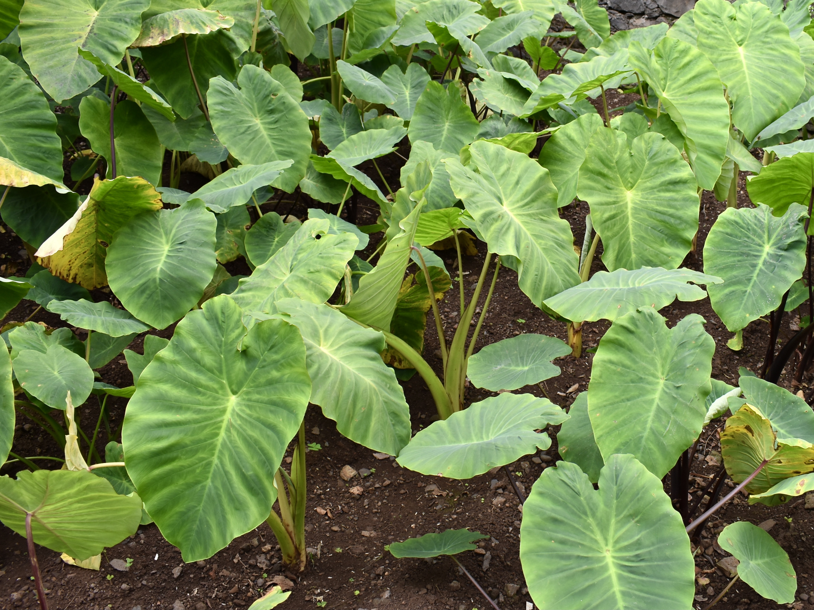 타로
