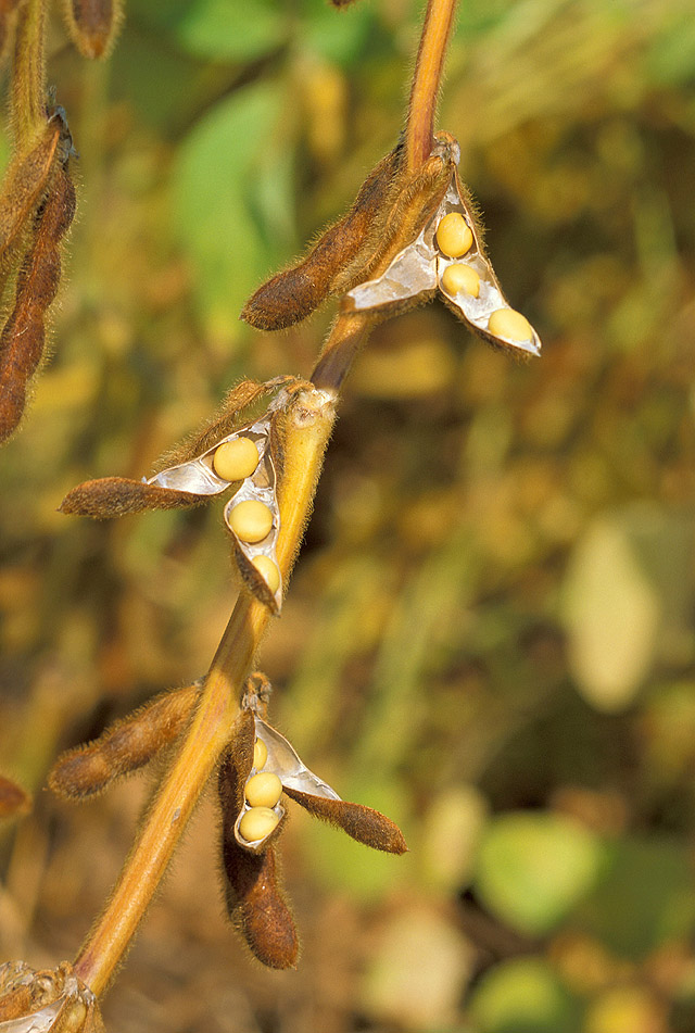 콩(''Glycine max'')