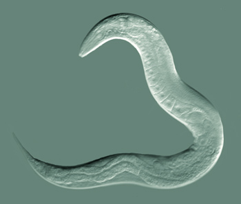 꼬마선충, ''Caenorhabditis elegans''