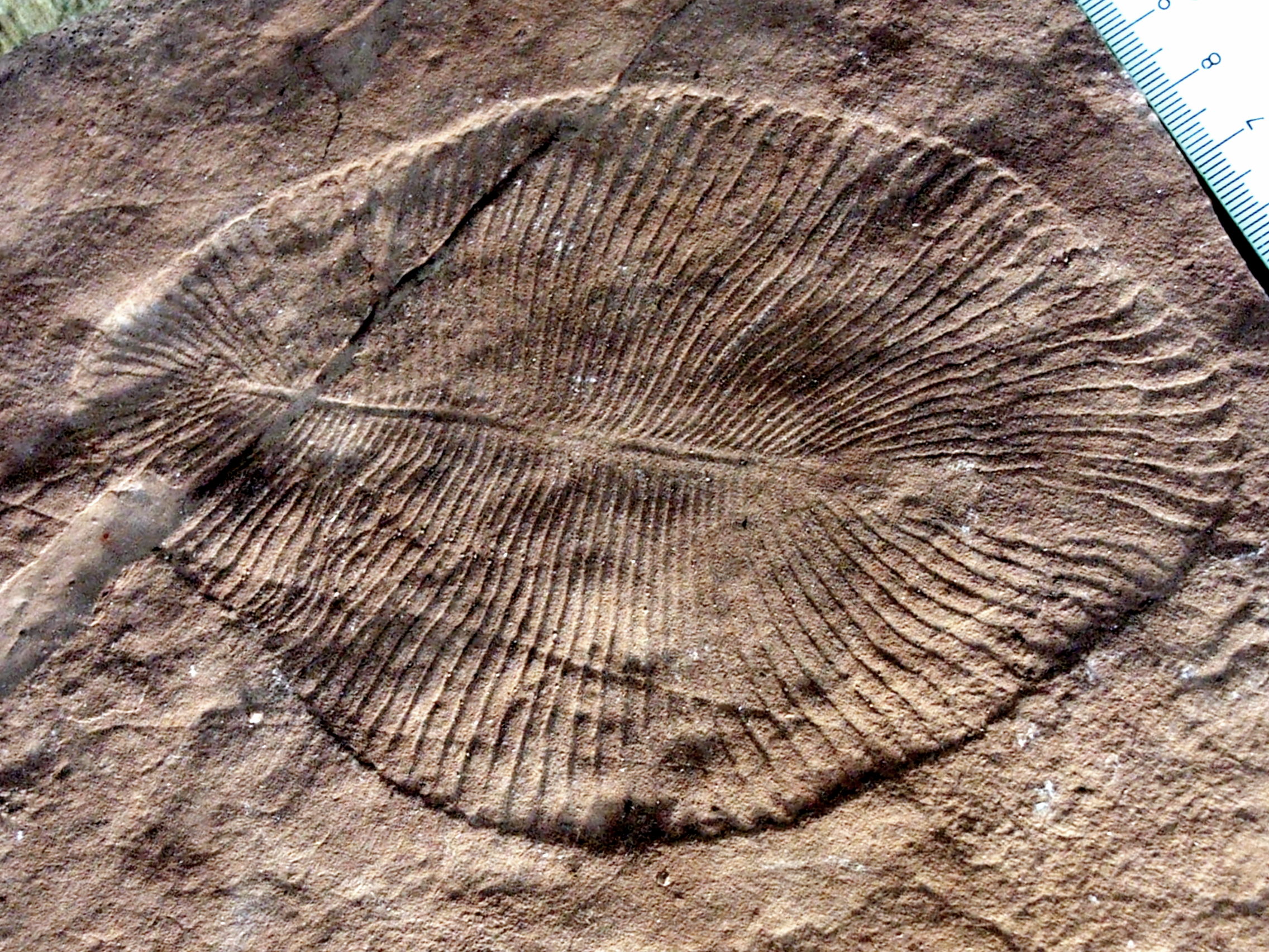 Dickinsonia costata의 주조