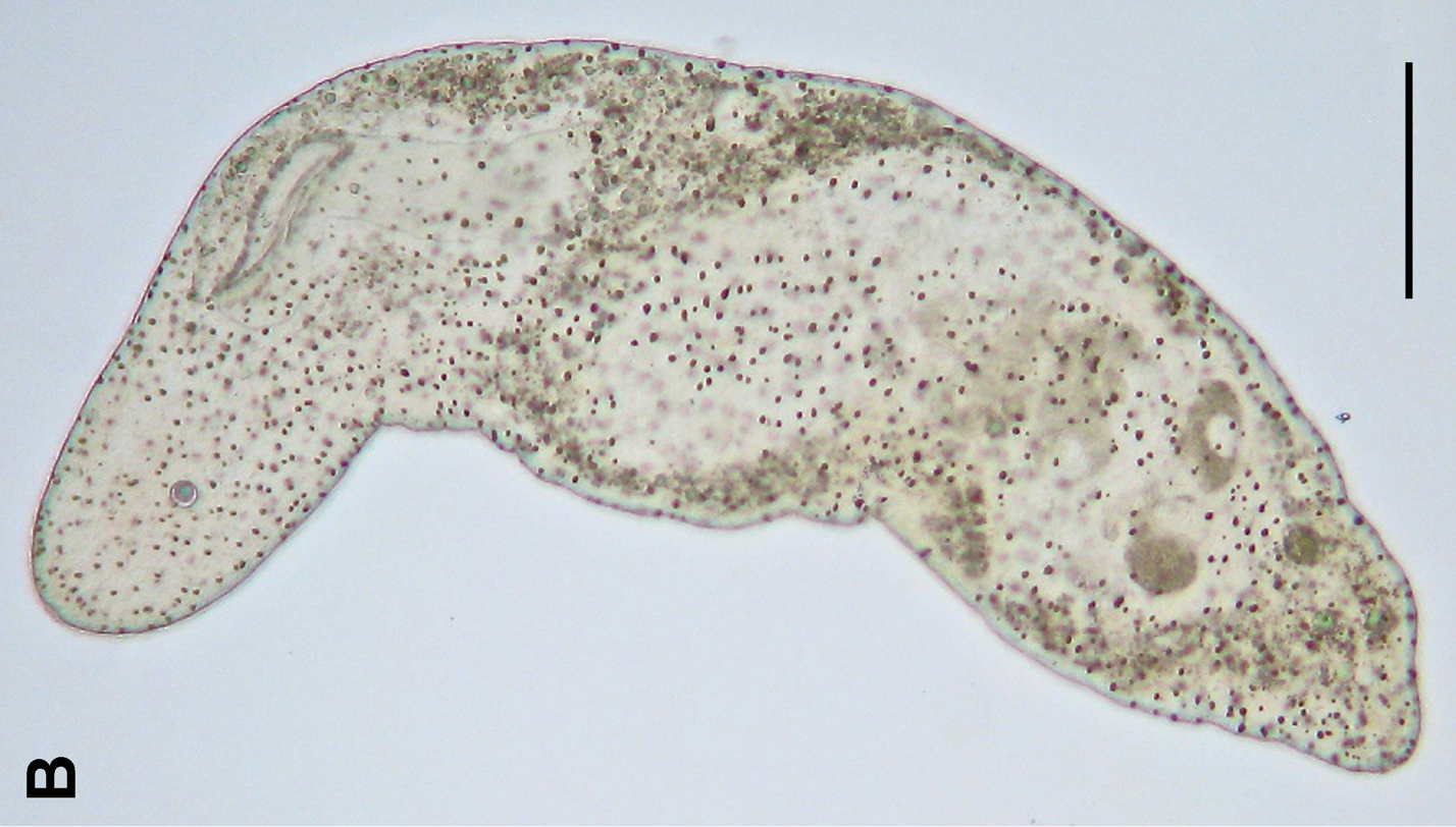 Proporus sp., 다른 xenacoelomorph 구성원 (acoelomorphs)