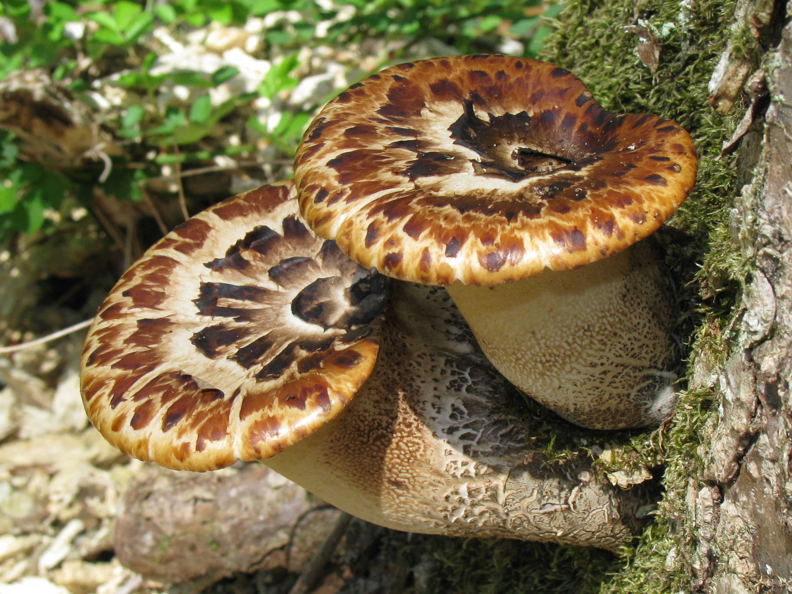 구멍장이버섯 (Cerioporus squamosus)