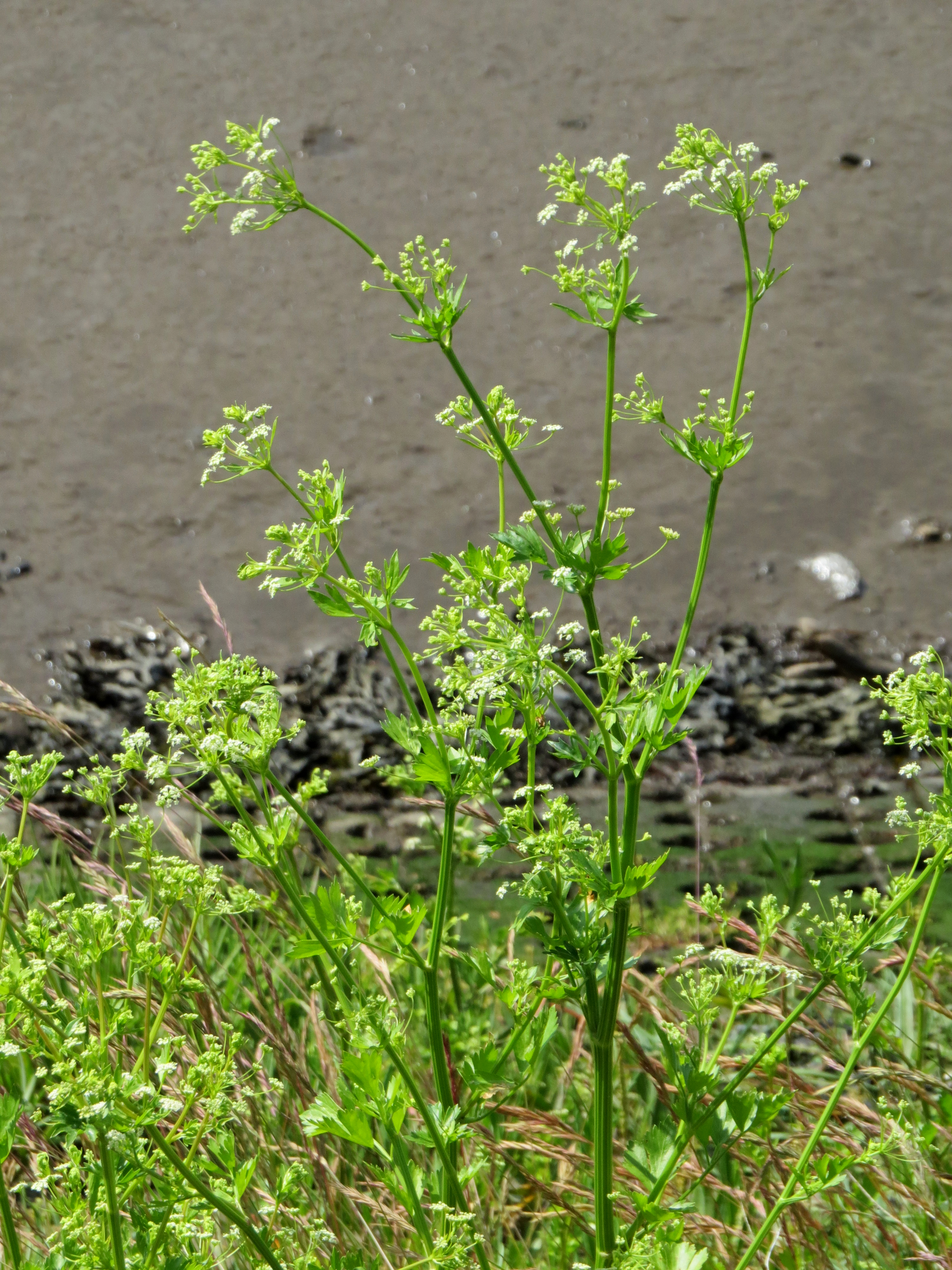 노섬벌랜드 엘스윅에서 자라는 Apium graveolens (야생 셀러리)
