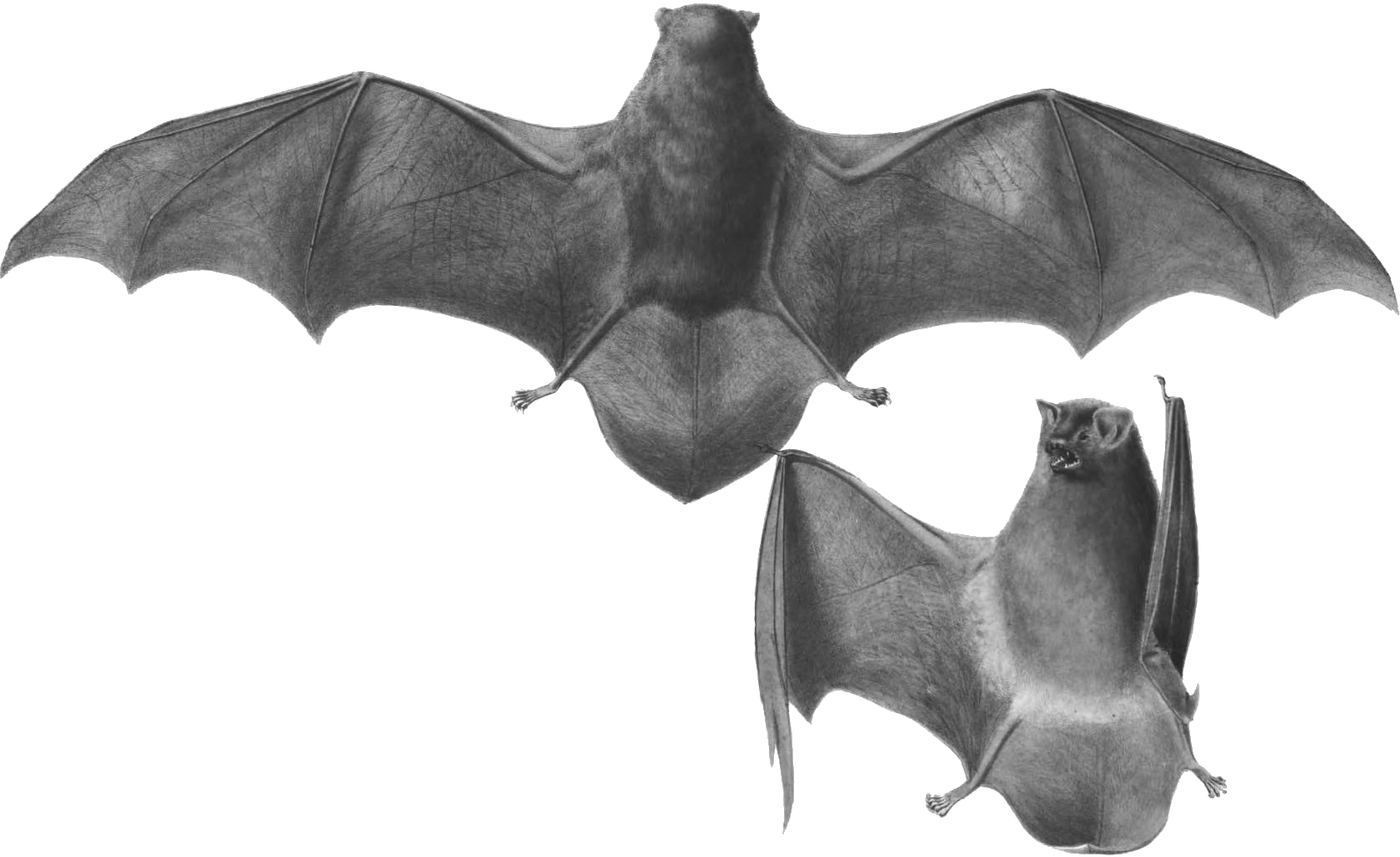 긴가락박쥐 (Miniopterus schreibersi)