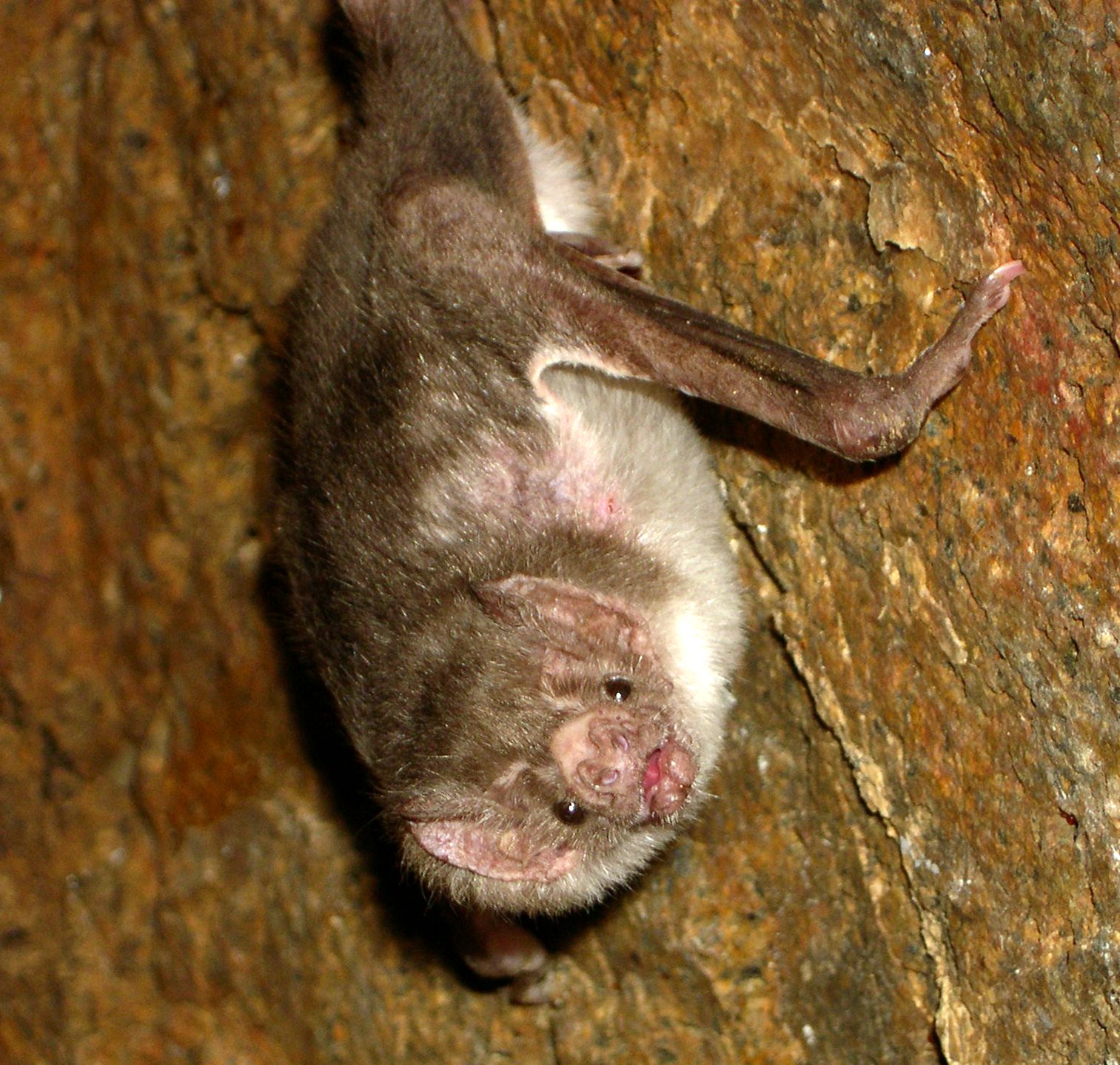 나미치수이코우모리 (Desmodus rotundus)