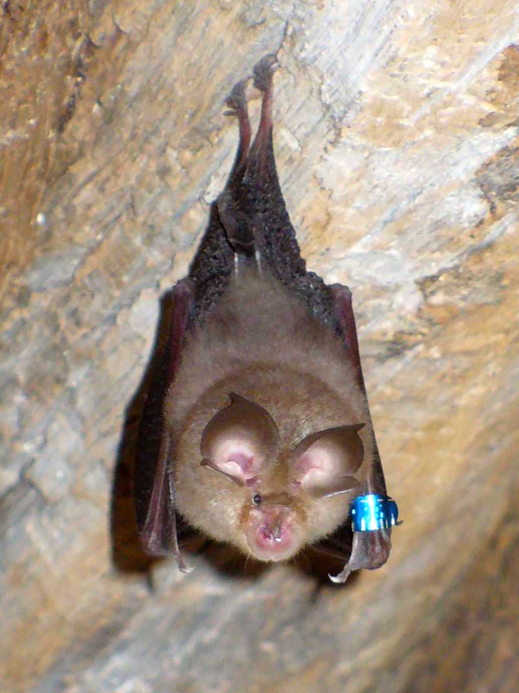 작은관박쥐 (Rhinolophus hipposideros)