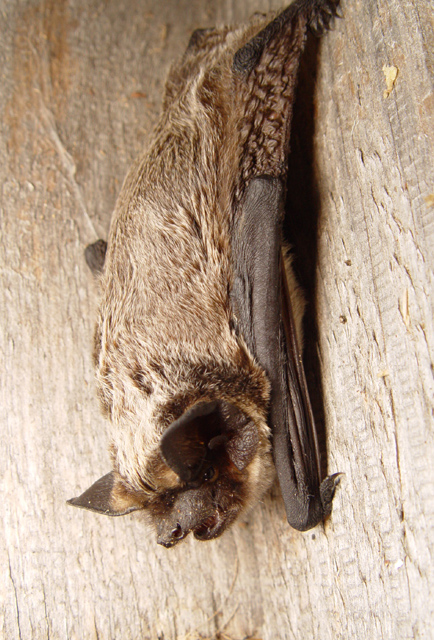 북방애기박쥐, Vespertilio murinus