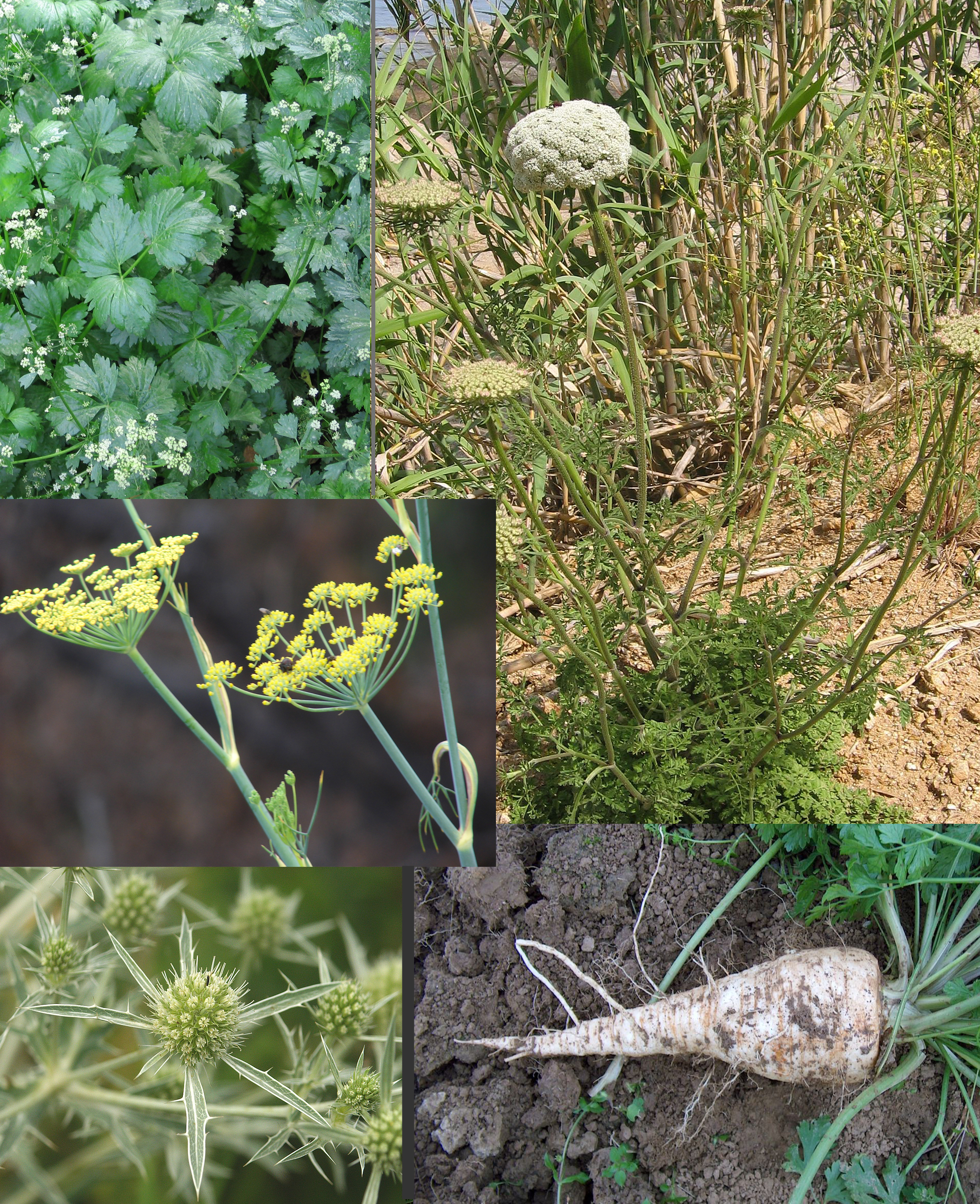 Apiaceae: Apium leaves and tiny inflorescences, Daucus habit, Foeniculum inflorescences, Eryngium inflorescences, Petroselinum root.