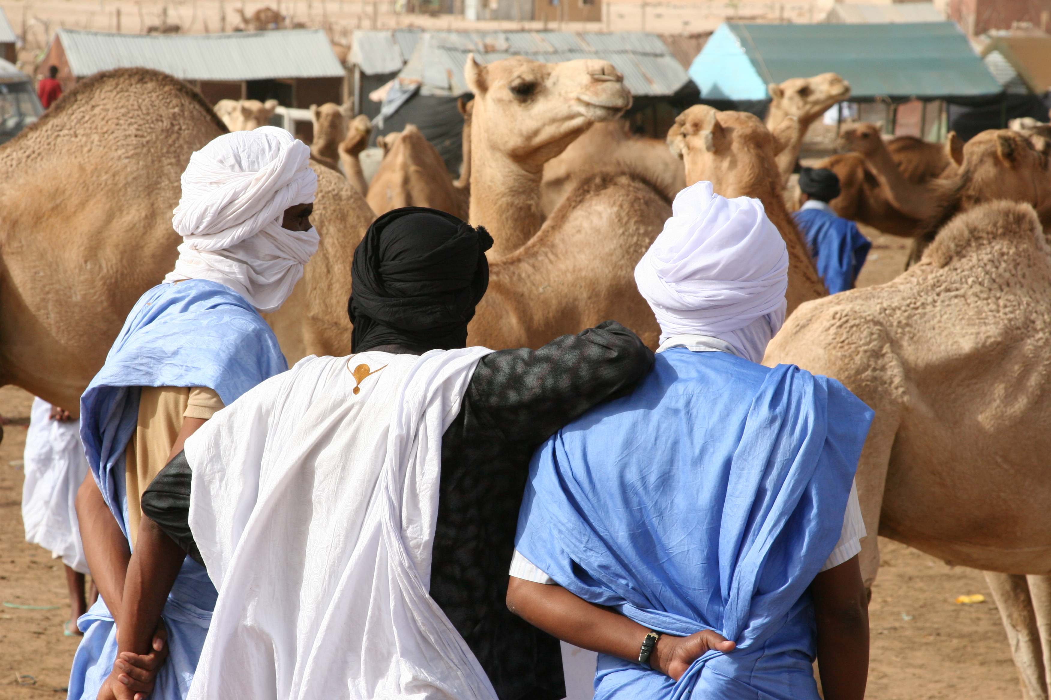Pasar unta di Nouakchott