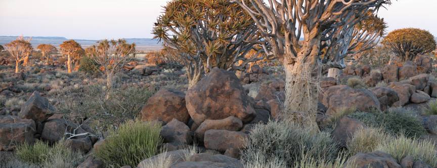 Hutan Pokok Gegelang (Quivertree), Bushveld