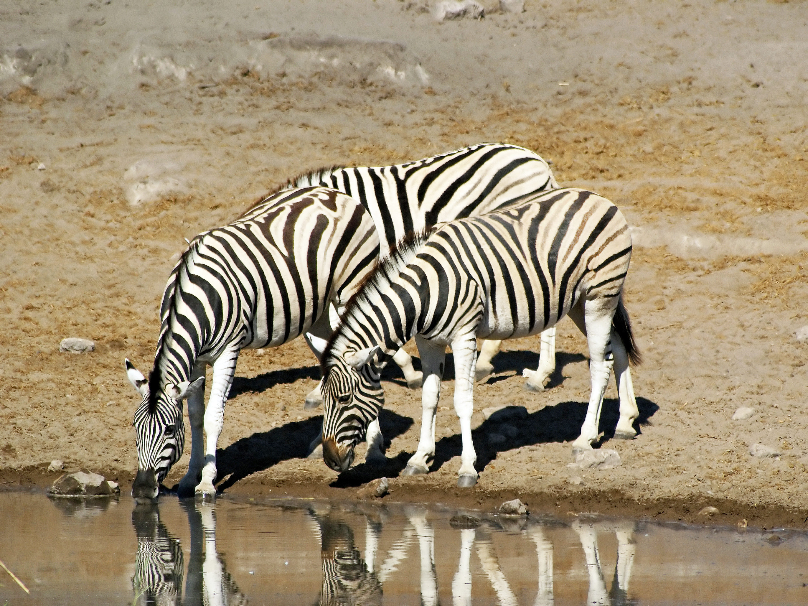 Contoh hidupan liar Namibia, zebra dataran, adalah salah satu tumpuan pelancongan.