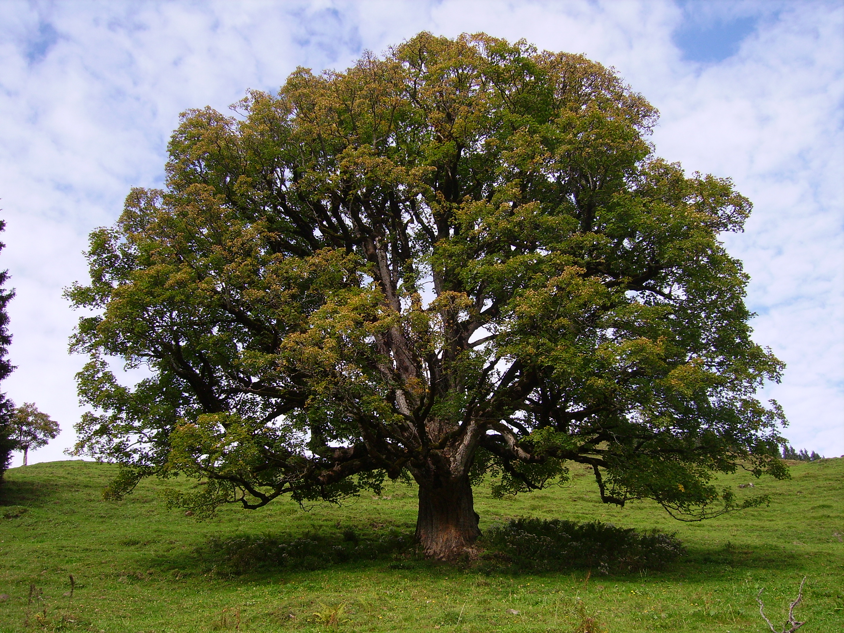 시카모어단풍, Acer pseudoplatanus
