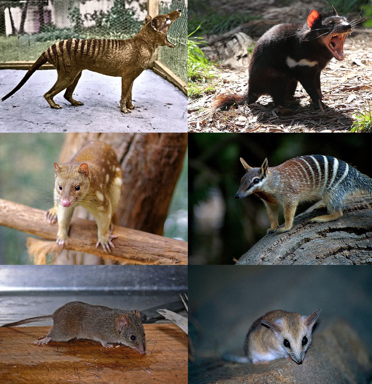 주머니고양이목