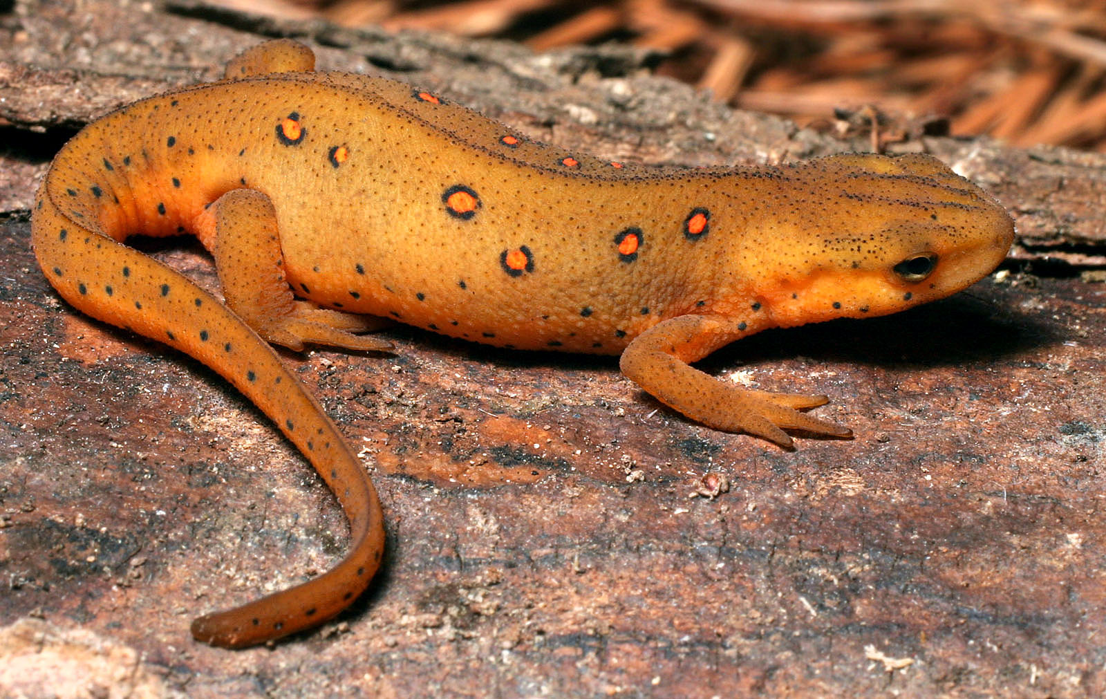 북아메리카의 ''[[Notophthalmus viridescens]]''