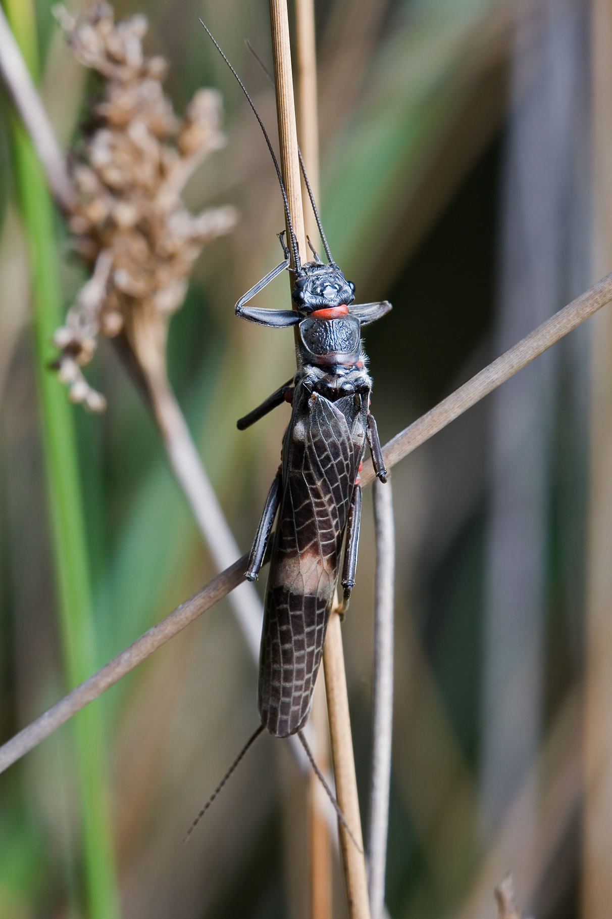 ''Eusthenia'' sp.