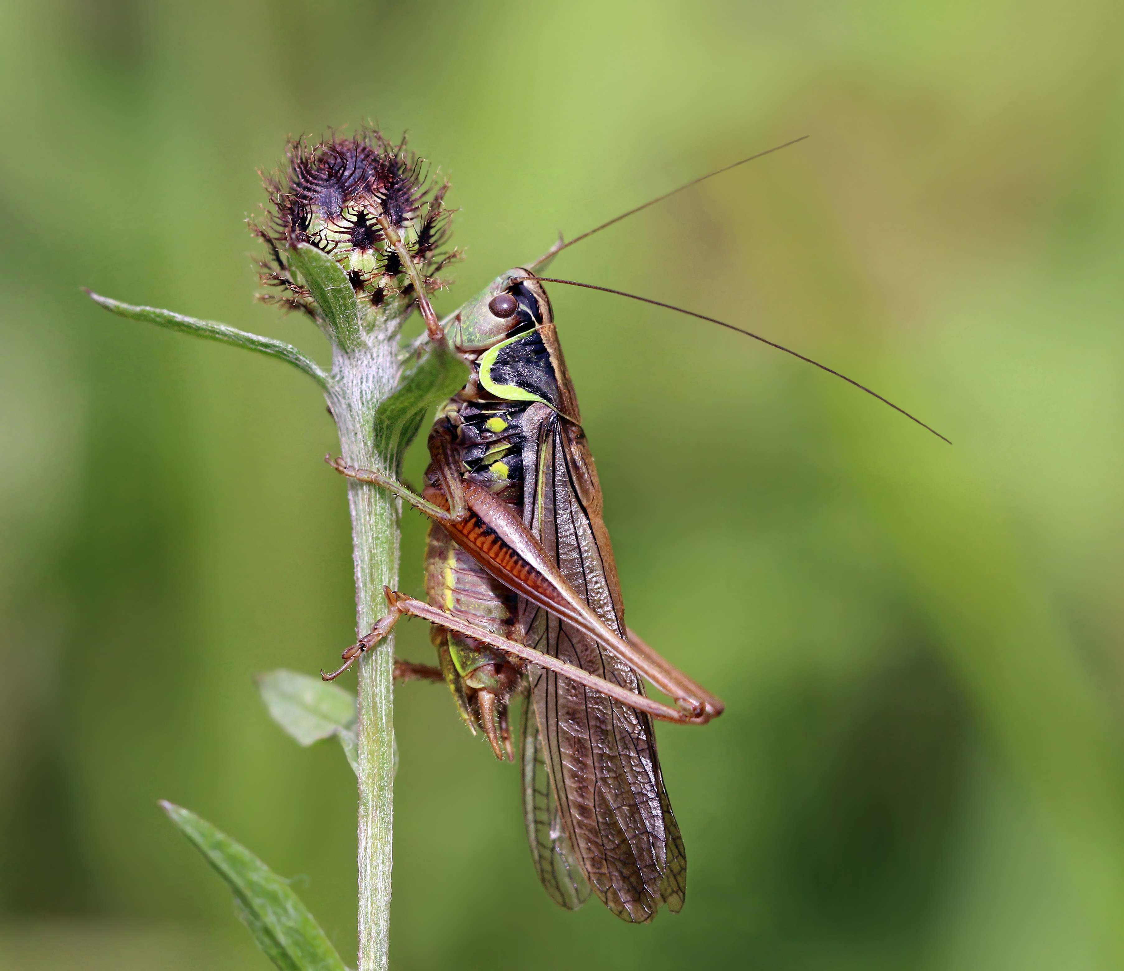 뢰셀부시-귀뚜라미 (Metrioptera roeselii diluta) 수컷