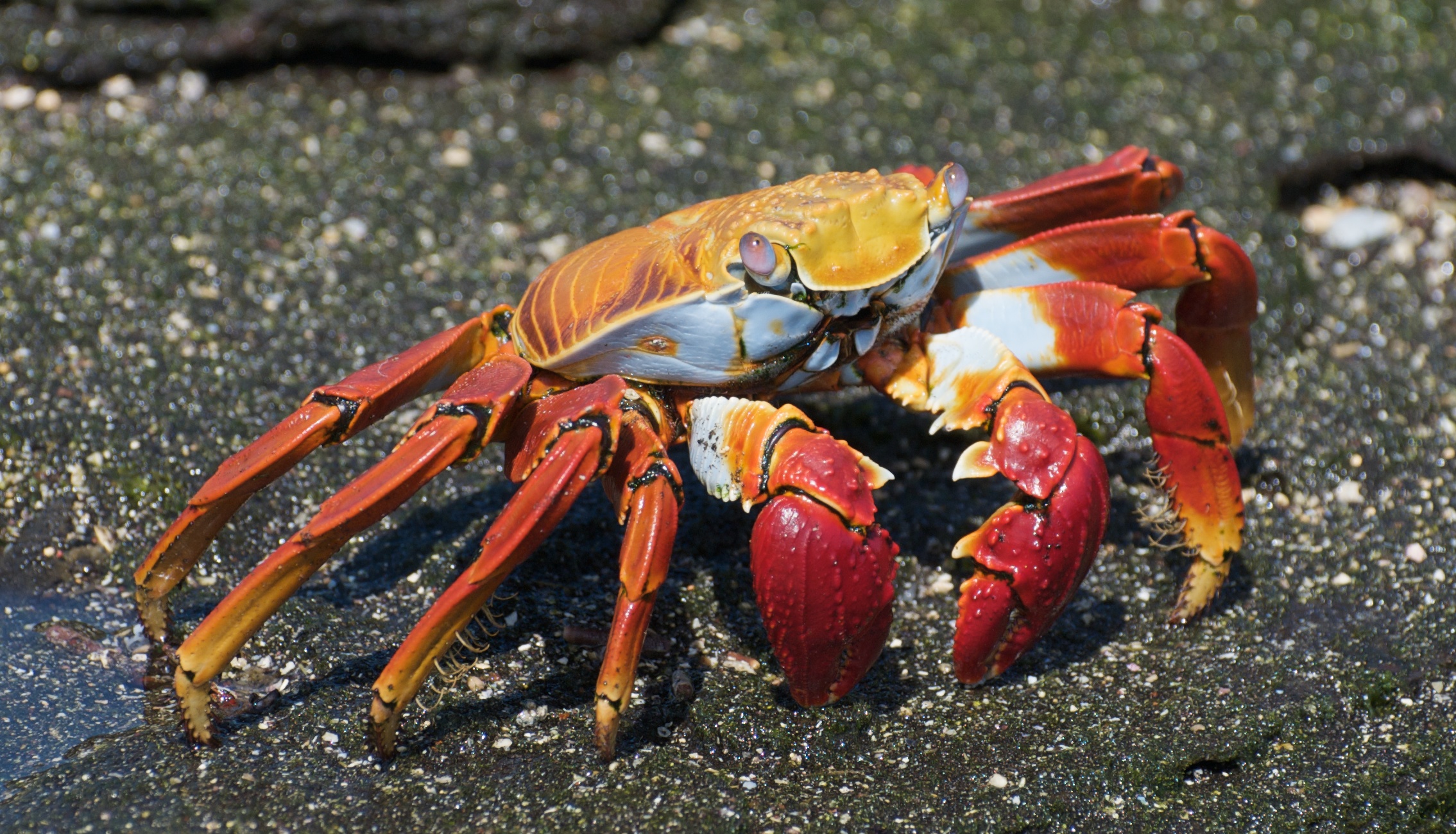 샐리 라이트풋 게 (Grapsus grapsus)