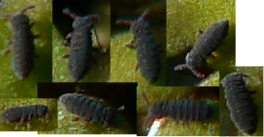 물톡토기 (Podura aquatica) (물톡토기과)