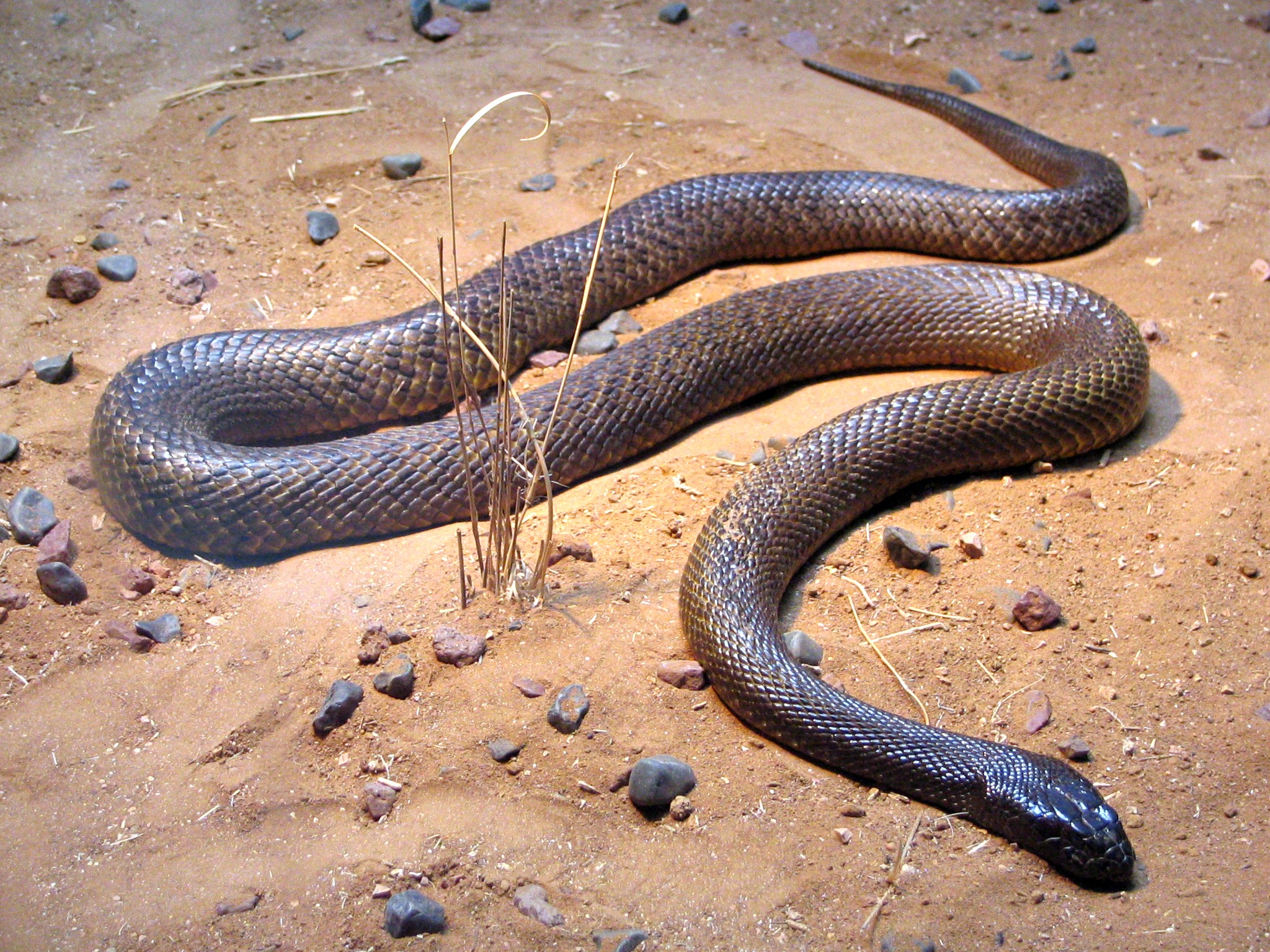 Oxyuranus microlepidotus (호주 동물원)