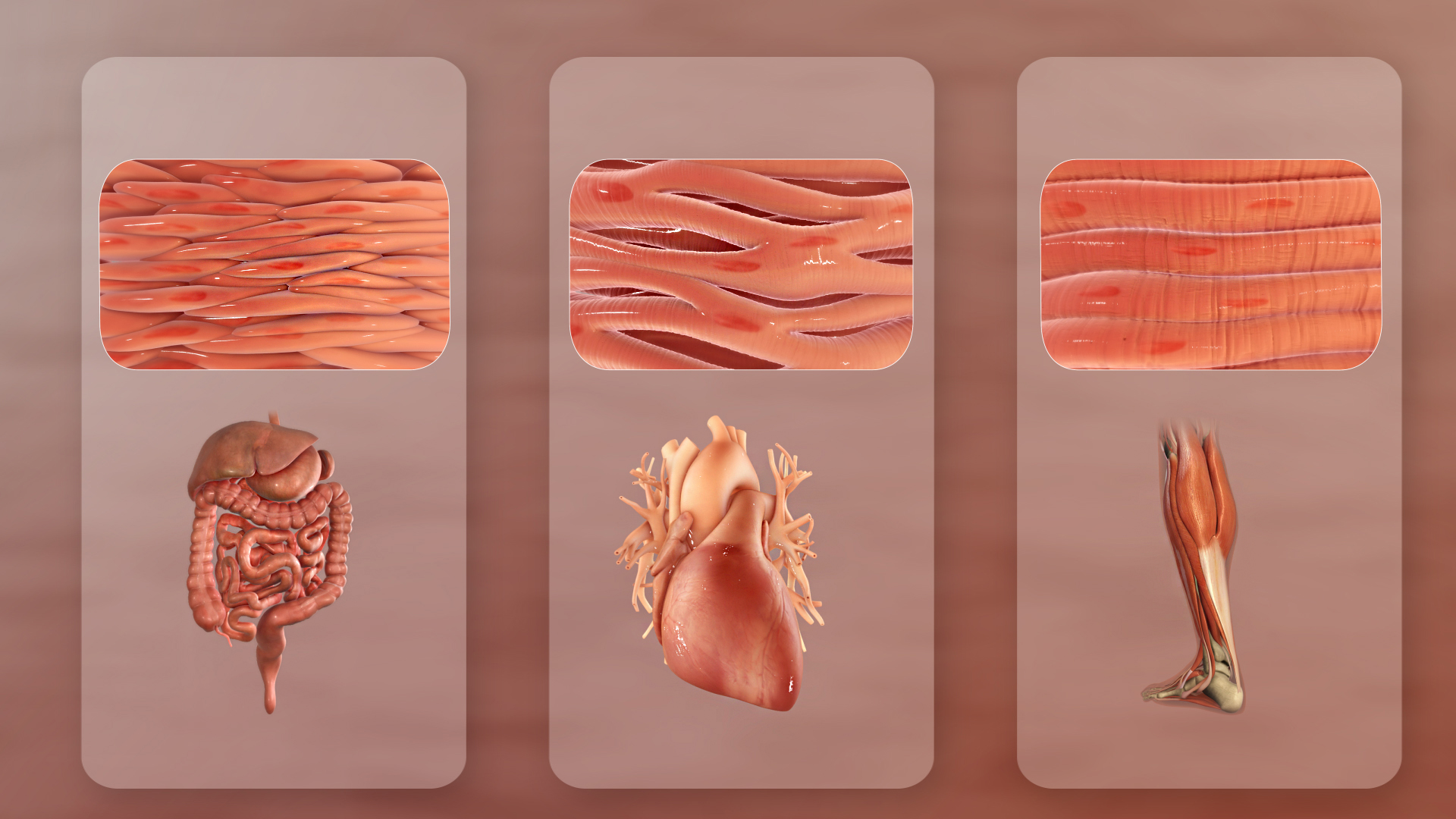 세 가지 뚜렷한 유형의 근육 (왼쪽에서 오른쪽): 민무늬 (비-가로무늬), 심장, 골격근