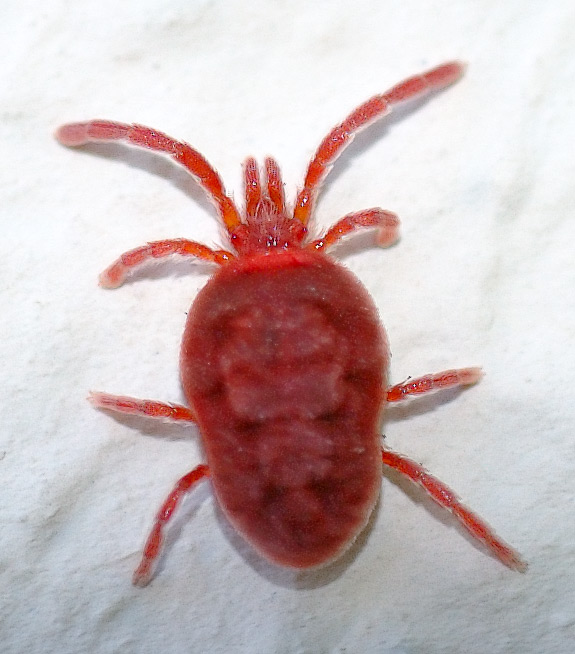 Trombidium holosericeum 응애