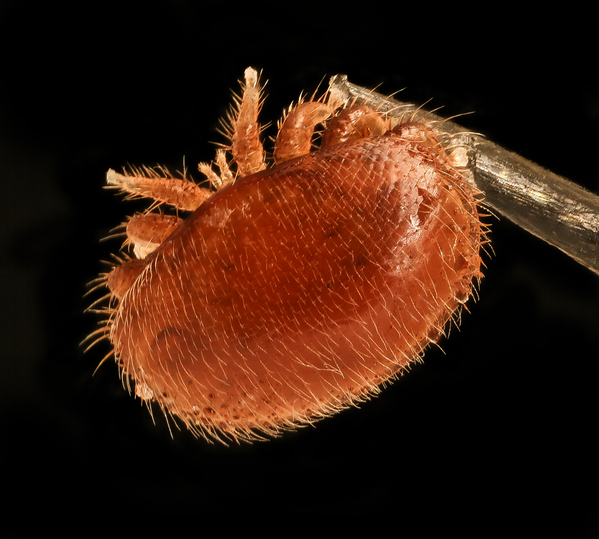 Varroa destructor