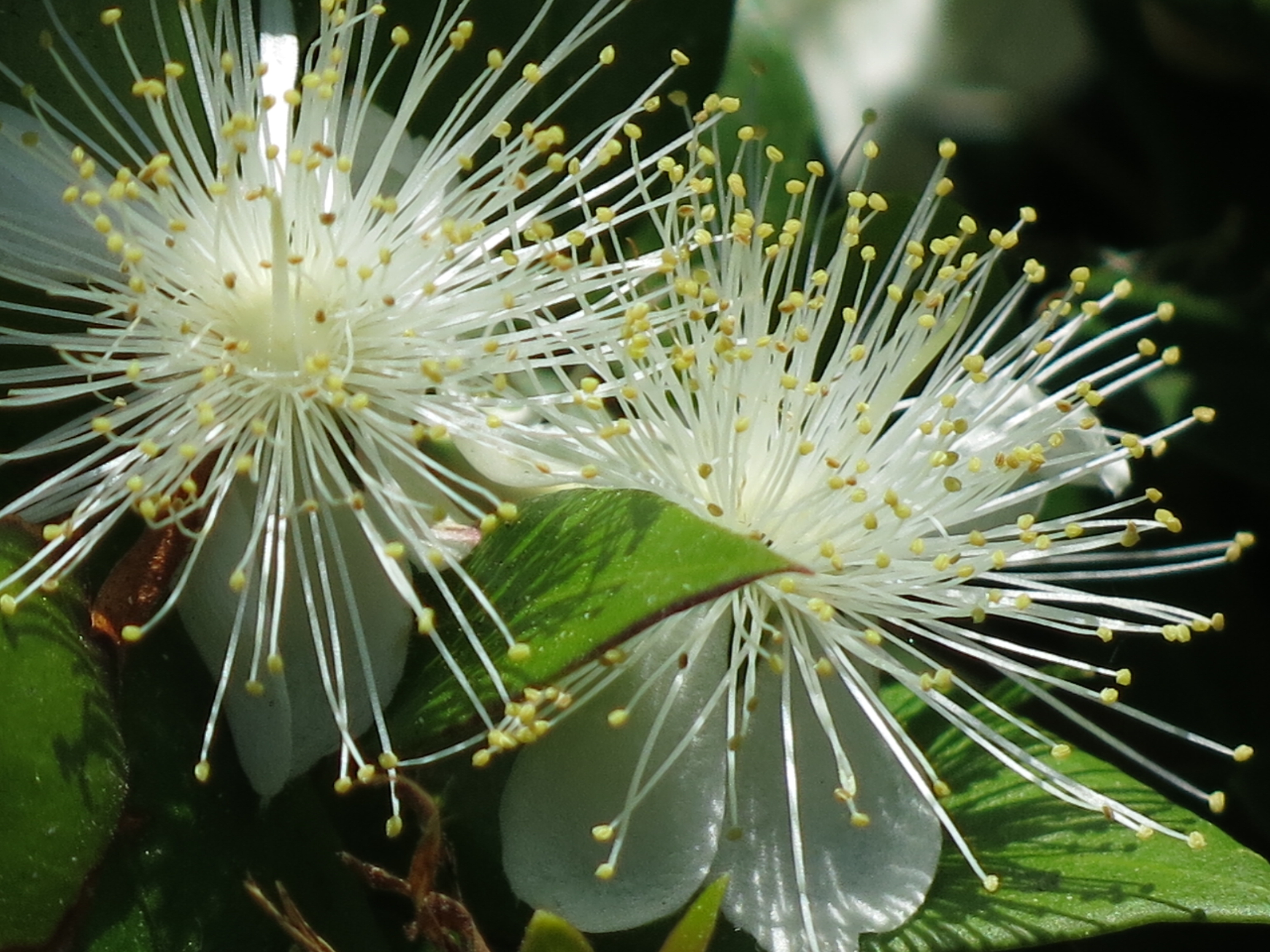은매화 (Myrtus communis)
