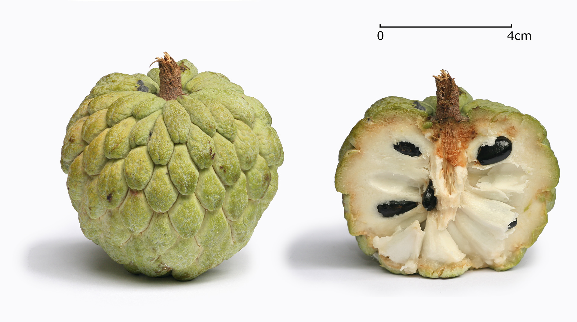Annona squamosa