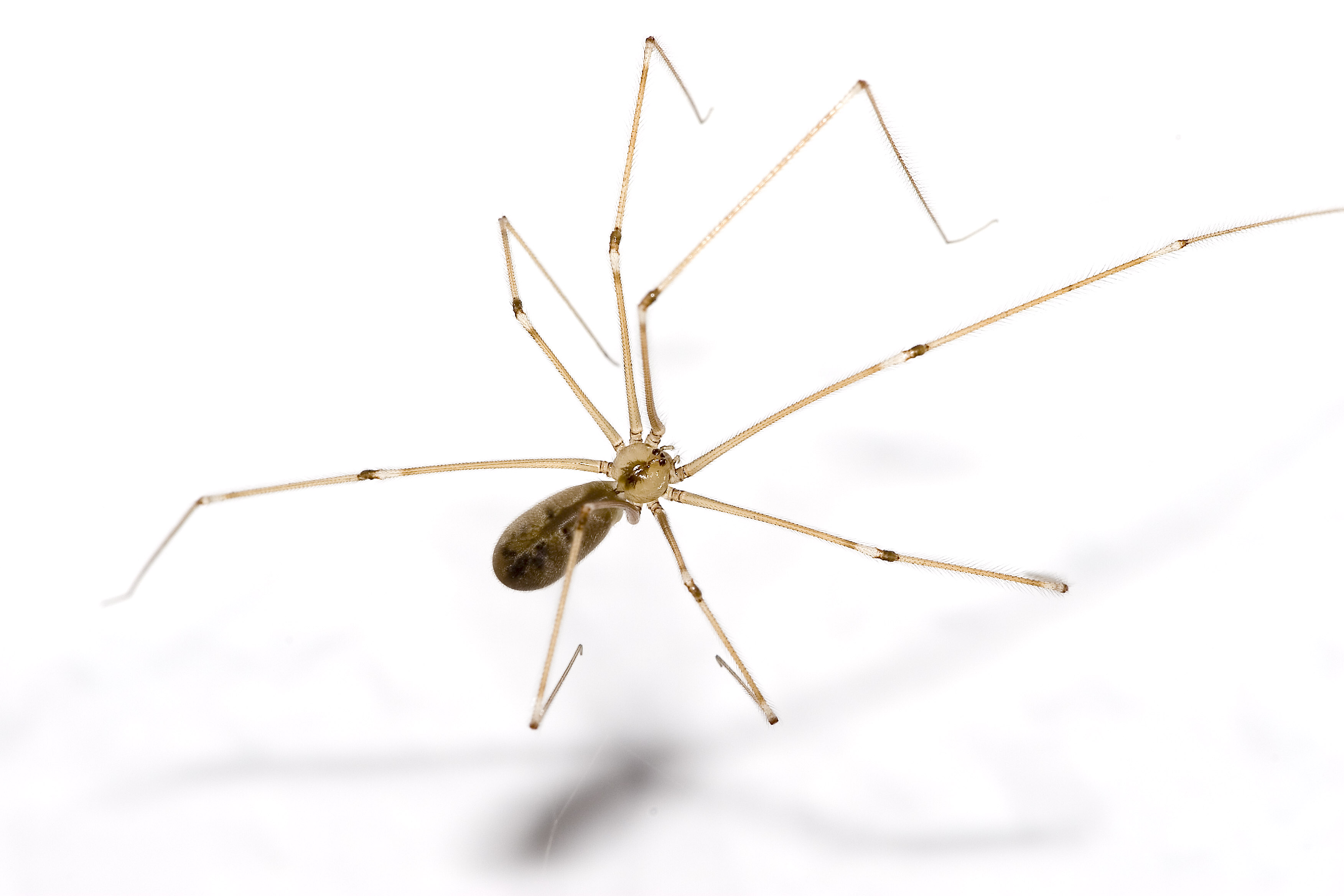 ''[[Pholcus phalangioides]]''