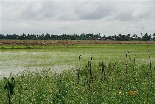 A rice field in the Nickerie District, showcasing an important agricultural activity in Suriname.