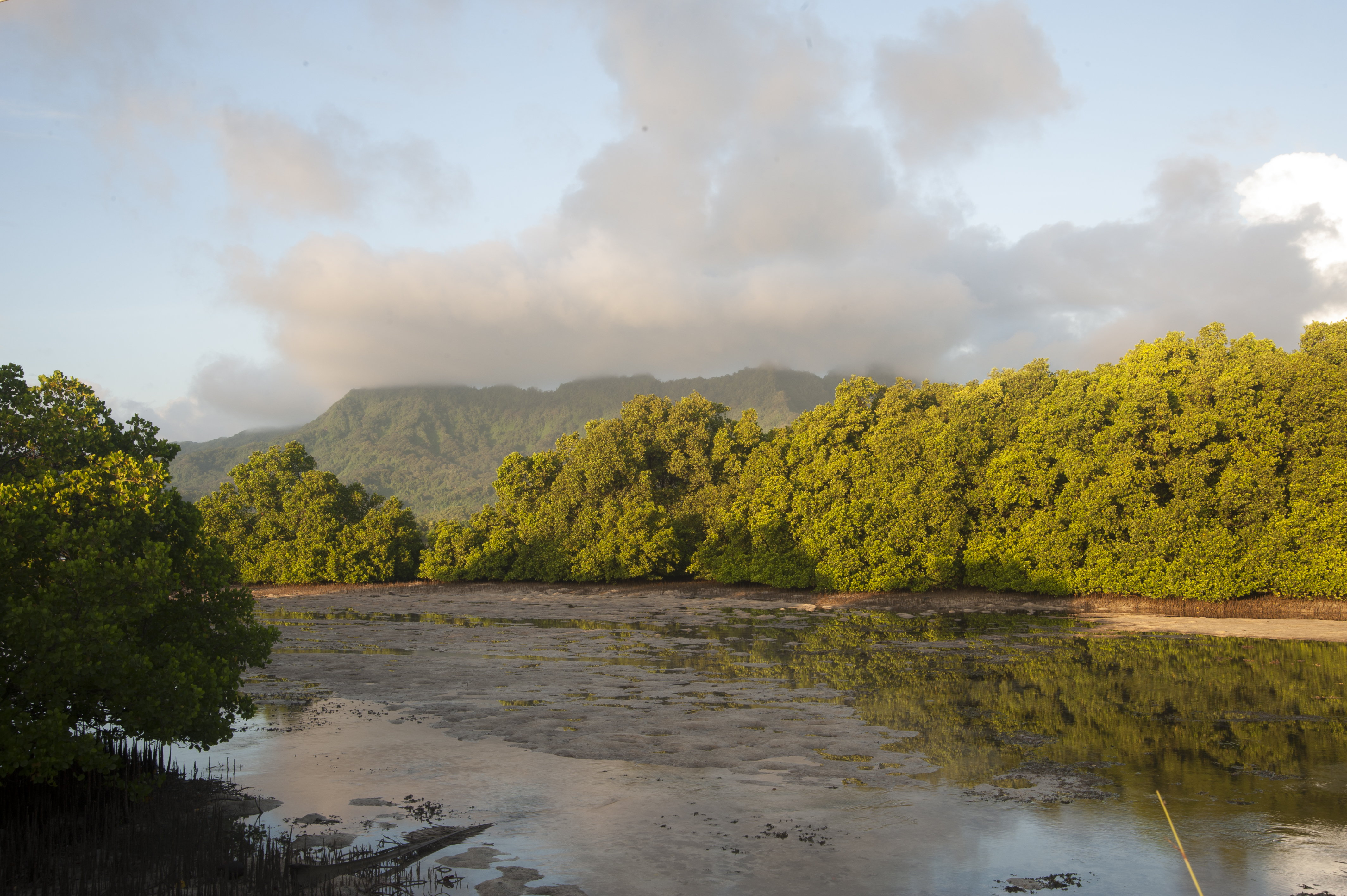 Hutan hujan tropika yang subur di Kosrae, sebahagian daripada ekoregion Hutan Lembap Tropika Caroline.