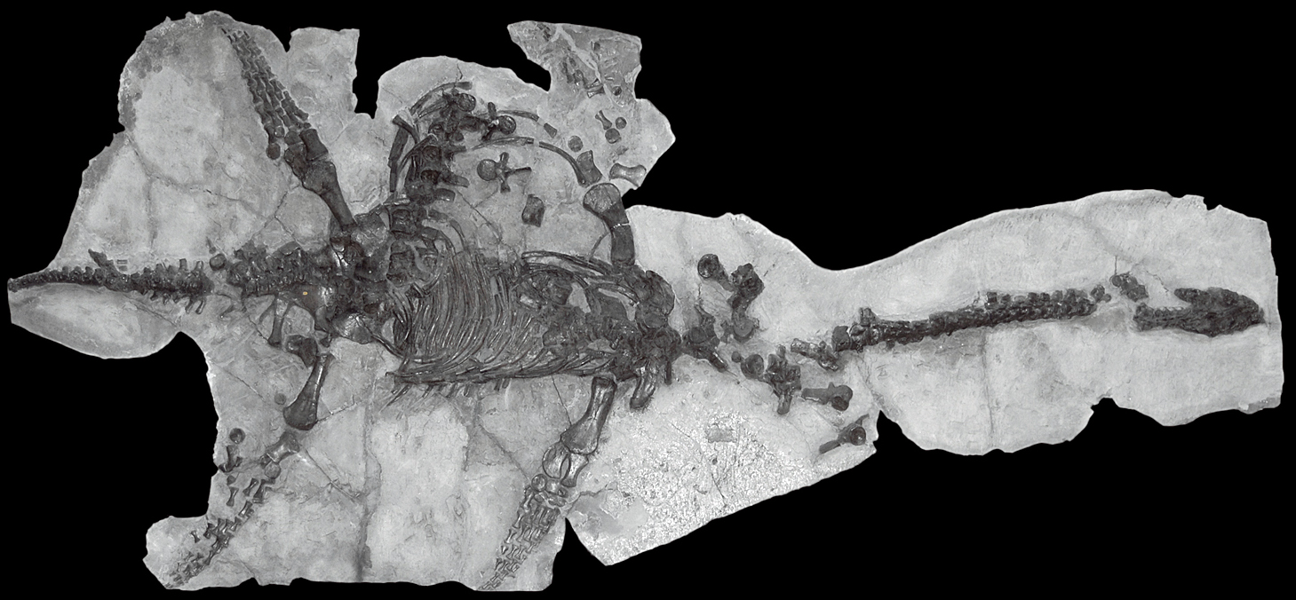 플레시오사우루스 [[Type specimen]] at [[Natural History Museum, London|Natural History Museum]] (specimen NHMUK OR 22656)