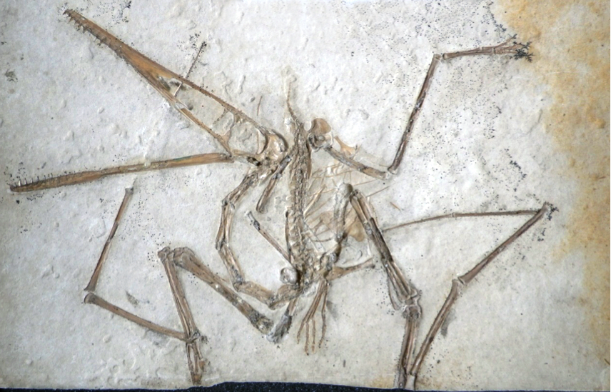 P. antiquus의 아성체 표본, 바이에른 주 고생물학 및 지질학 컬렉션