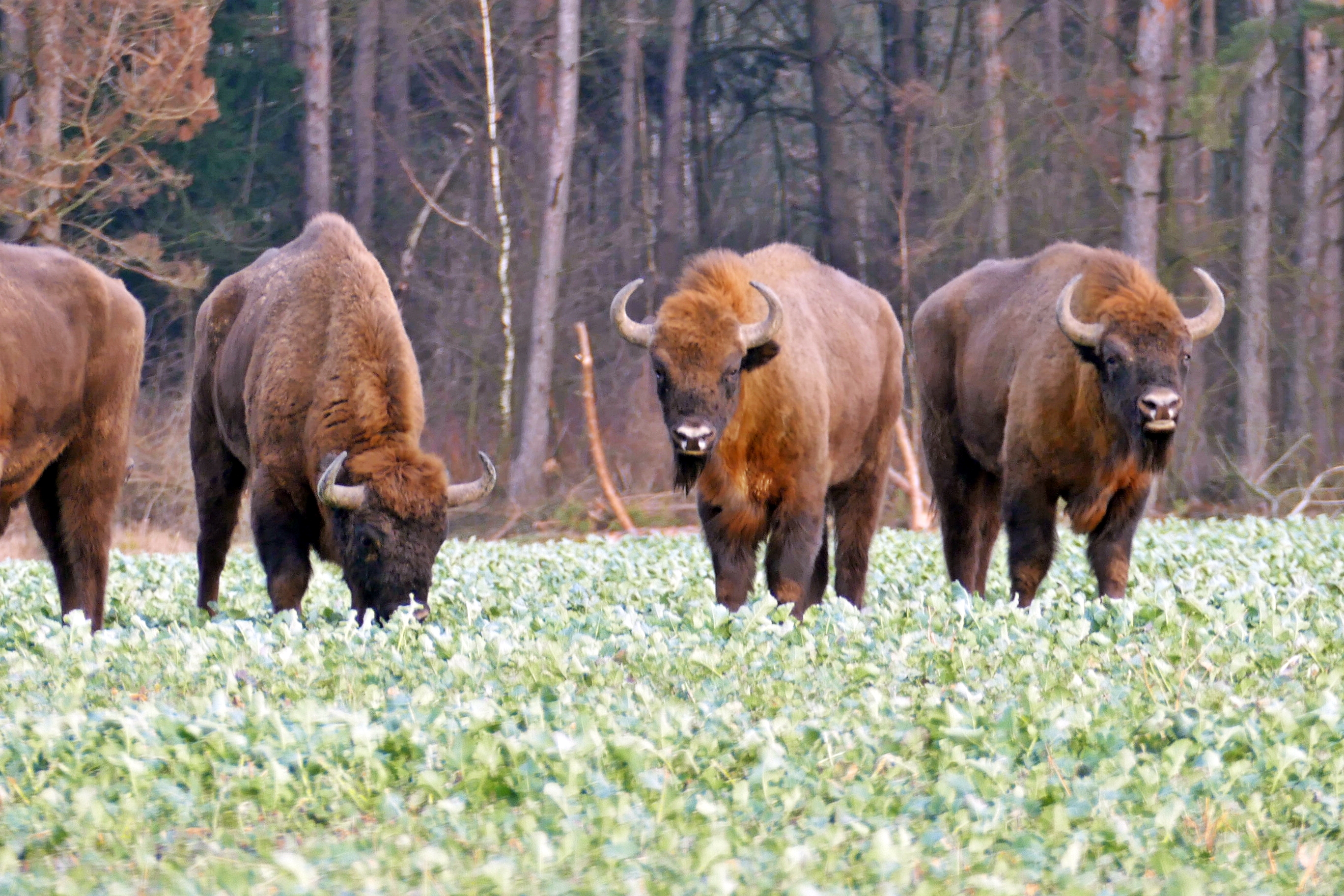 The wisent, one of Poland's national animals, is commonly found at the ancient and UNESCO-protected Białowieża Forest