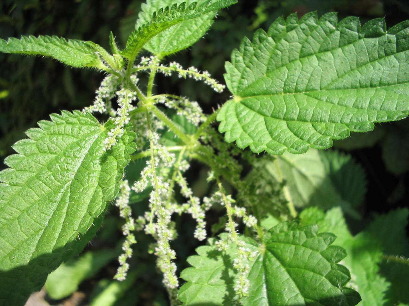 서양쐐기풀 (Urtica dioica) 꽃