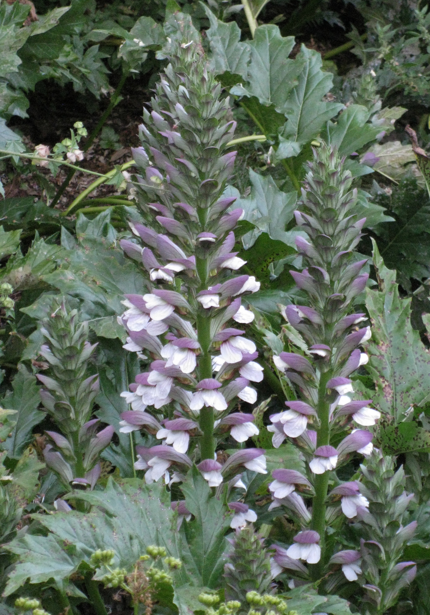 ''[[아칸투스 (식물)|Acanthus mollis]]''